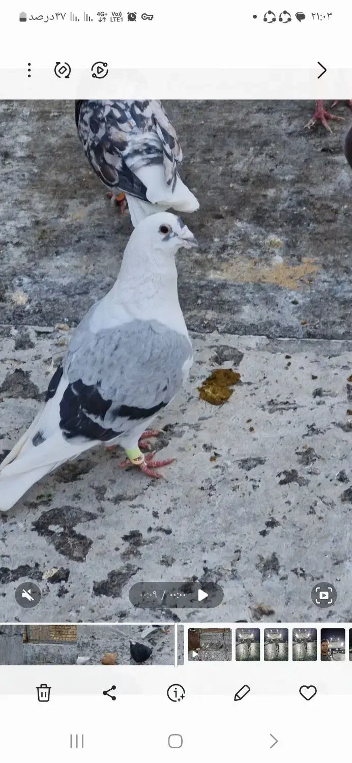 کفتر|حیوانات|شیراز, کوشک میدان|دیوار