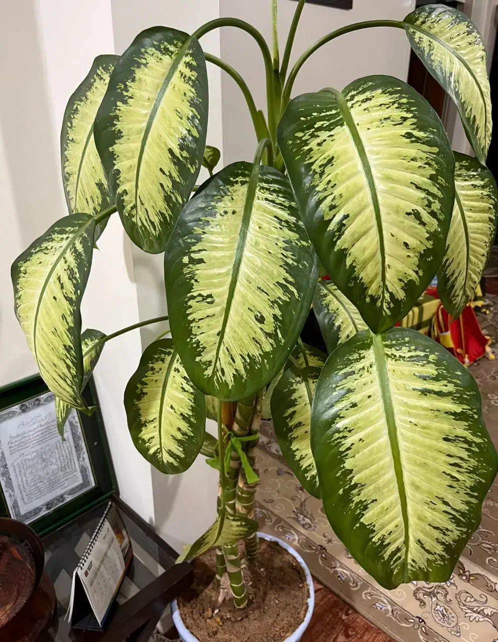 گل دیفن|گل و گیاه طبیعی|ایذه, |دیوار