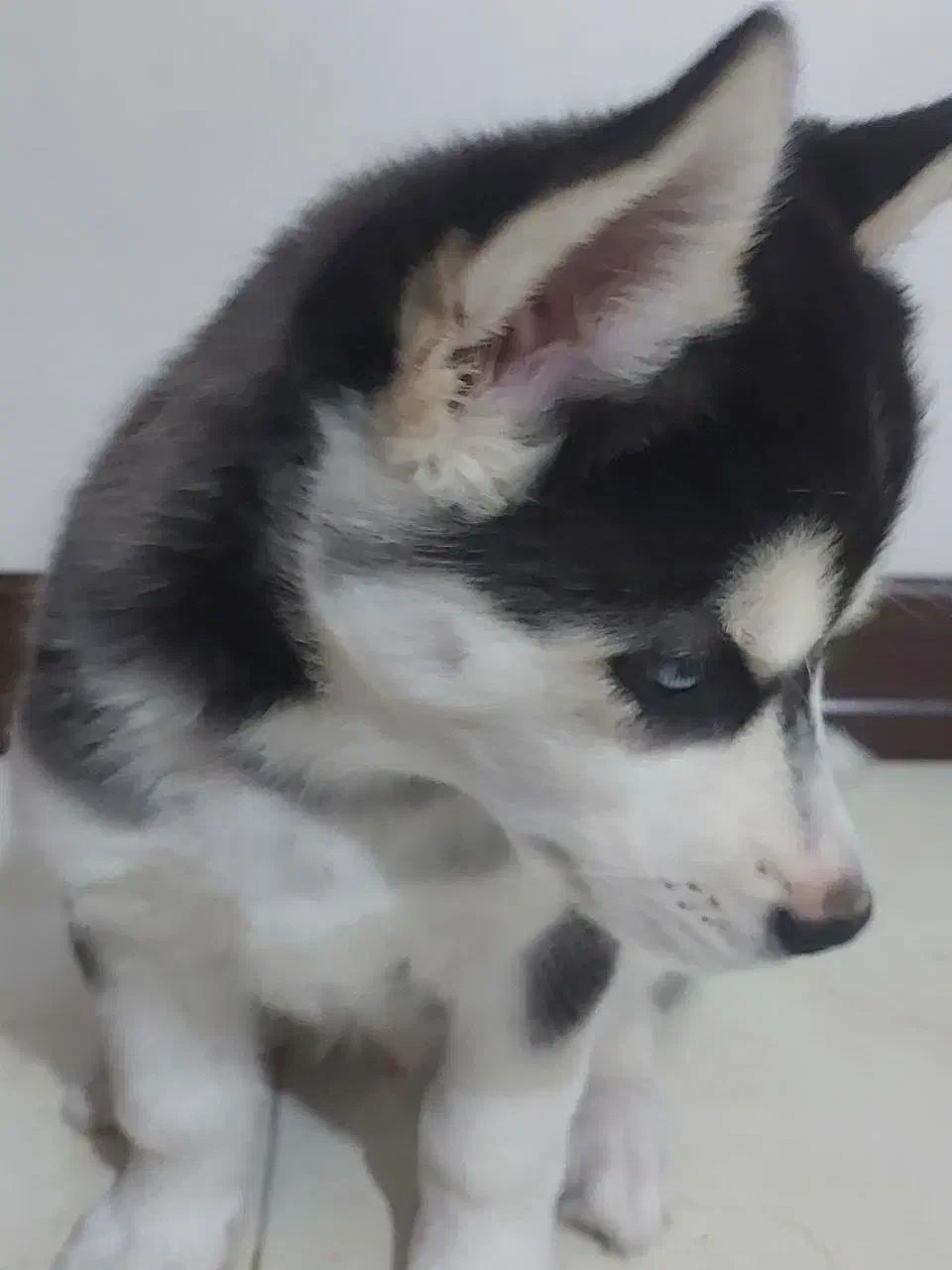 سگ هاسکی|سگ|فولادشهر, فولادشهر|دیوار