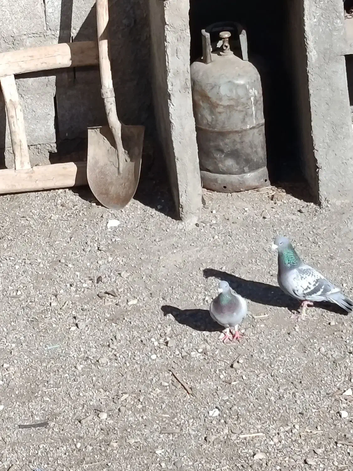 کبوتر|پرنده|جوکار, |دیوار