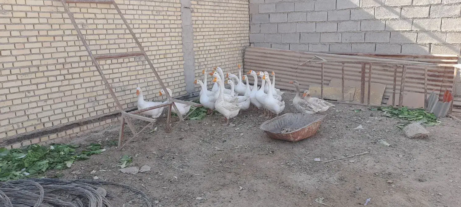 قوقازچینی اصل|حیوانات مزرعه|شادگان, |دیوار