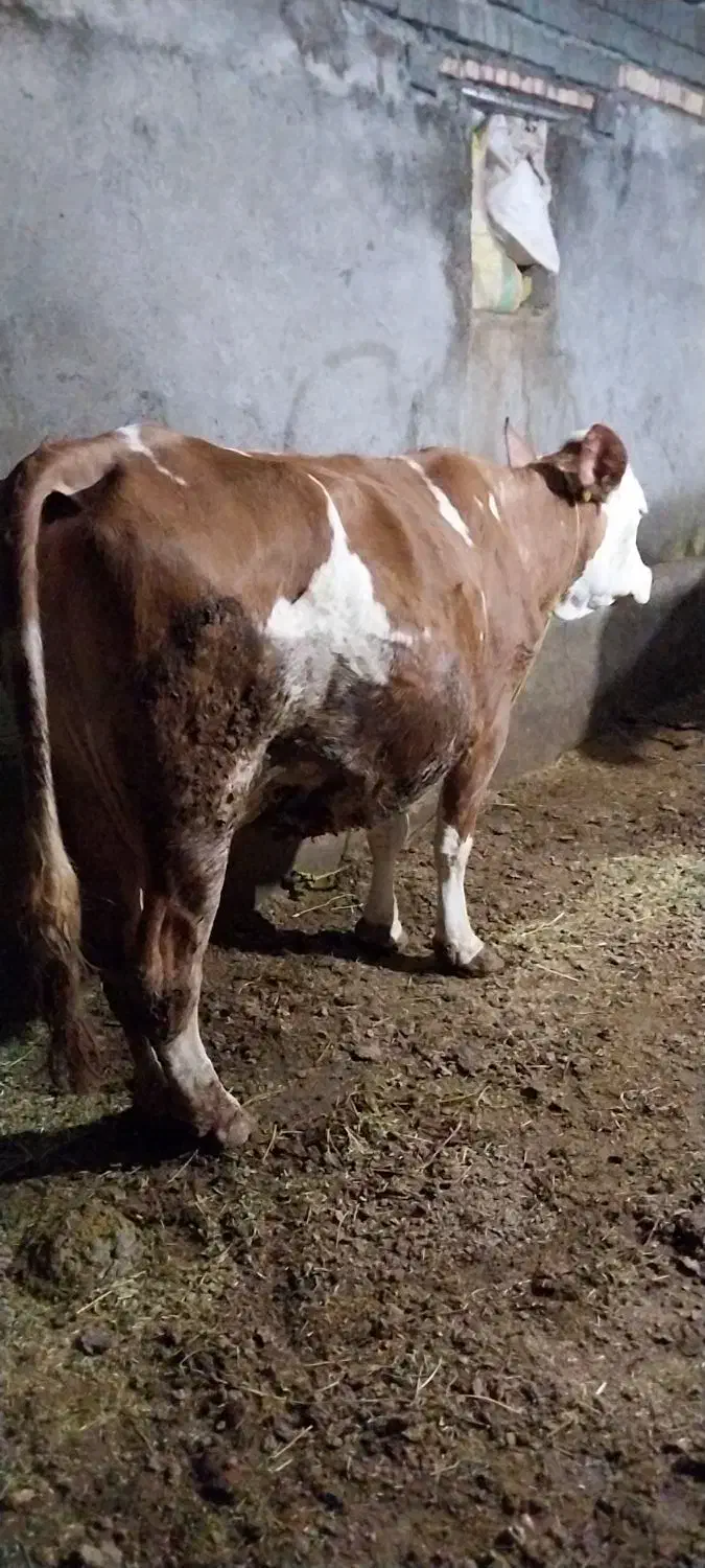 گاو‌شیری|حیوانات مزرعه|نظر کهریزی, |دیوار