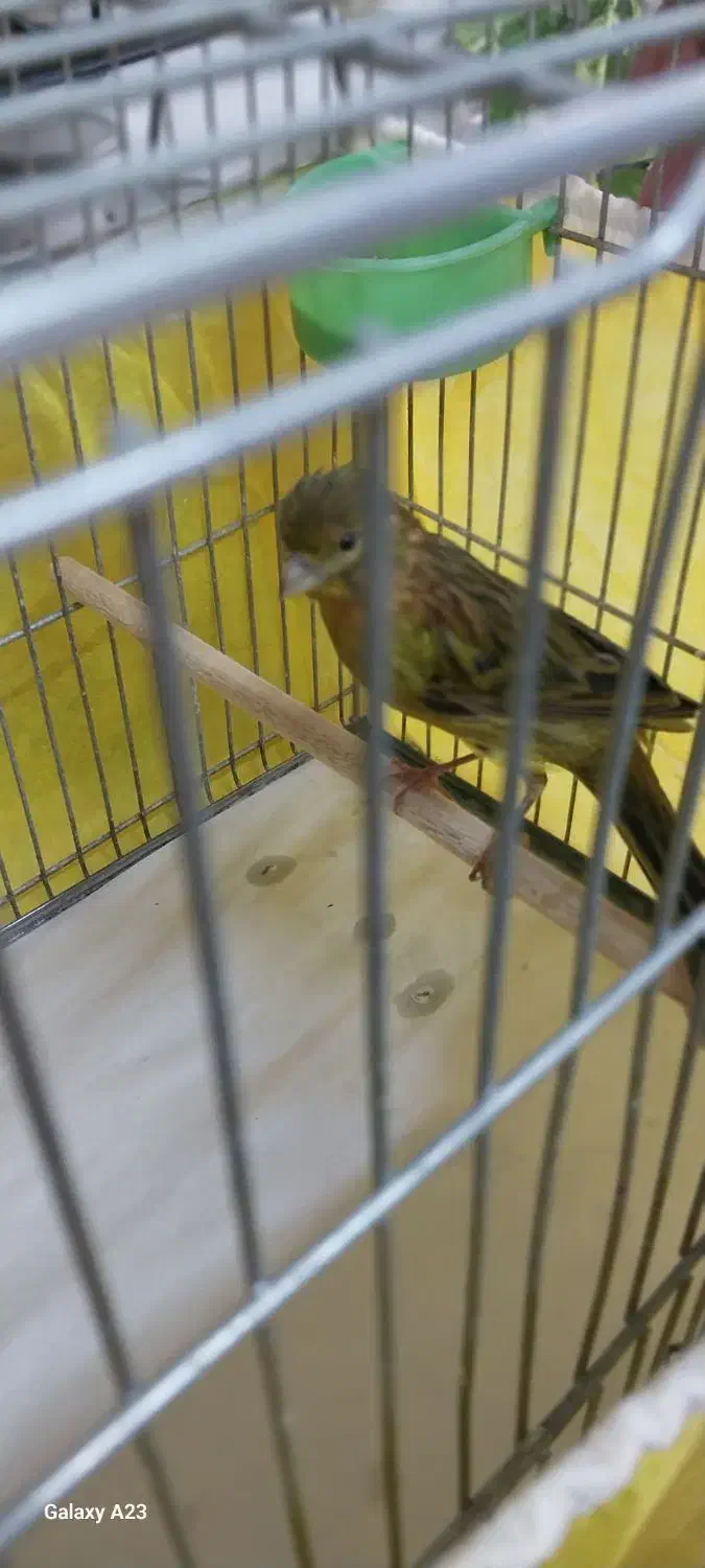 قناری|پرنده|مسجد سلیمان, |دیوار