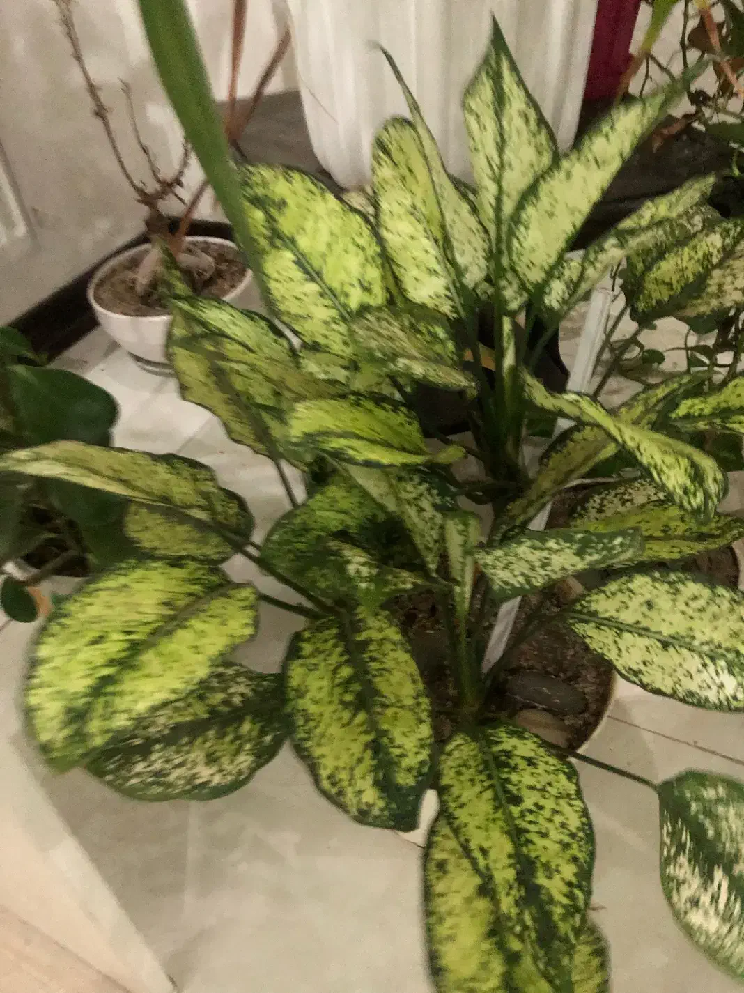 اگلونمایه برفیه زیبا|گل و گیاه طبیعی|اندیشه, شهرک مریم|دیوار