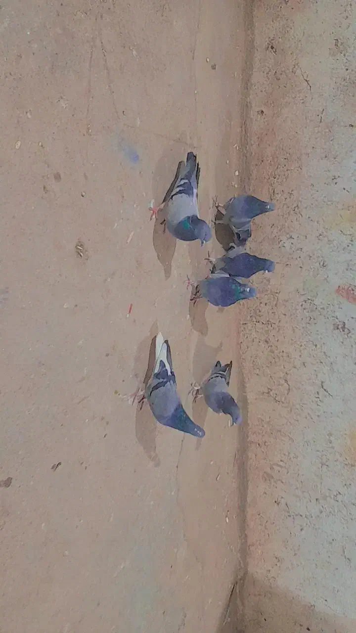 کبوتر پر|پرنده|بروجن, |دیوار