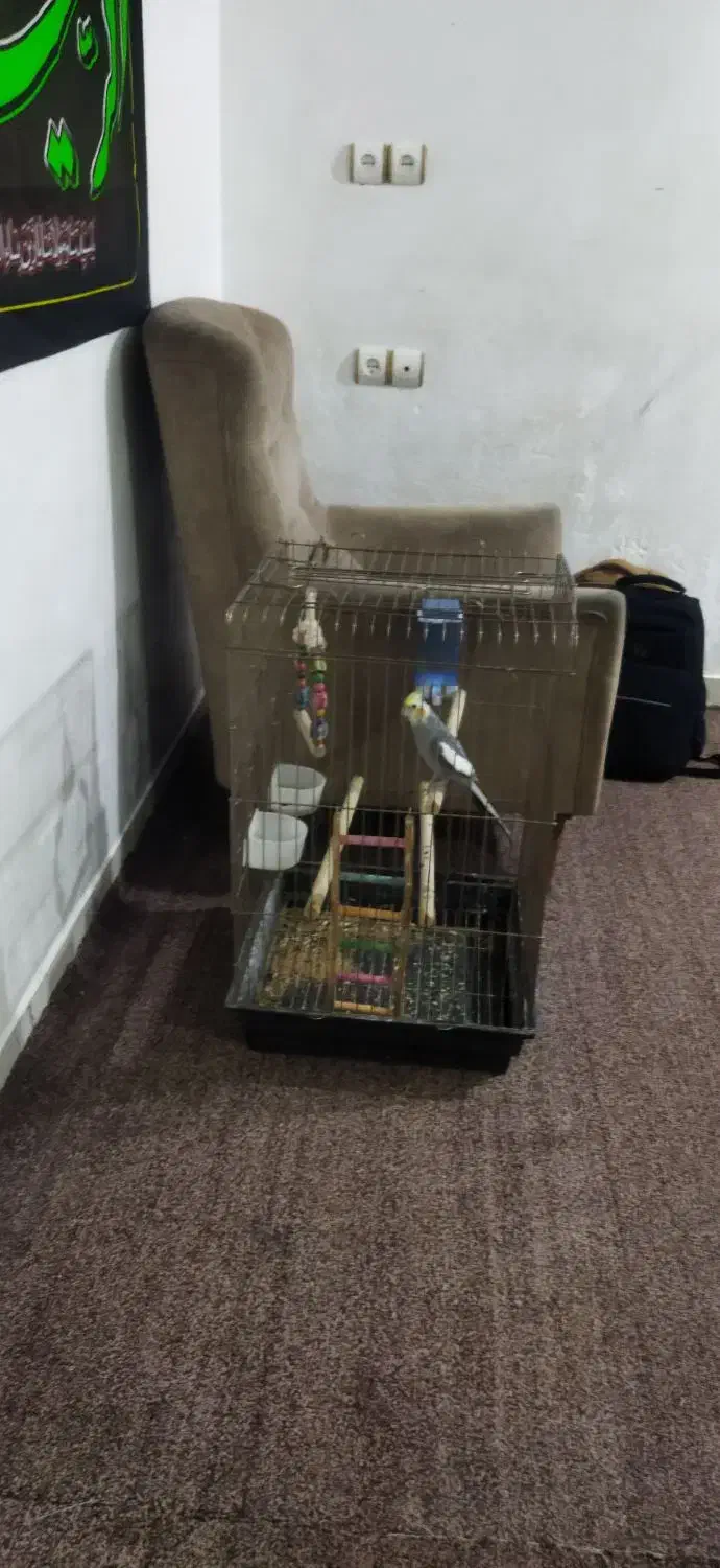 عروس هلندی خورموج با قفس|پرنده|خورموج, |دیوار