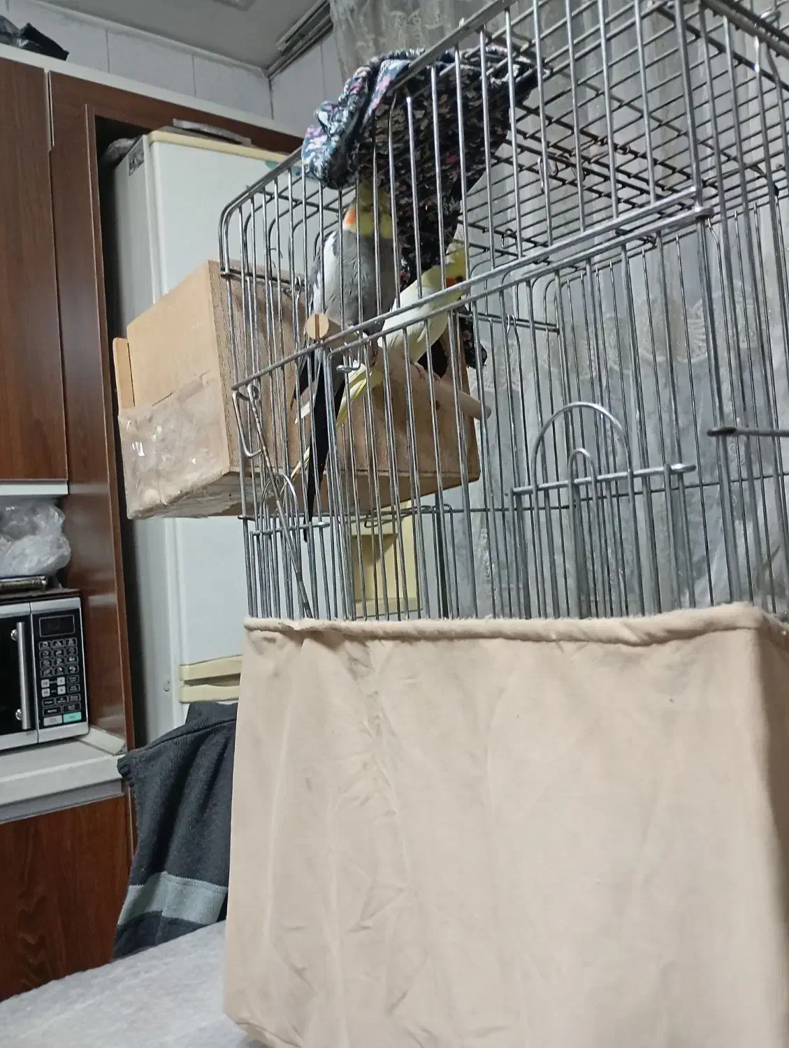 فروش عروس هلندی|پرنده|کهریزک, |دیوار