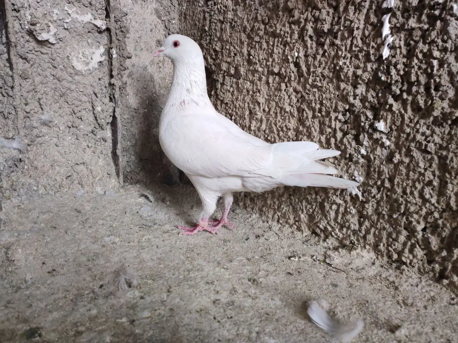 5 کفتر|پرنده|ری, شهرک نظامی|دیوار