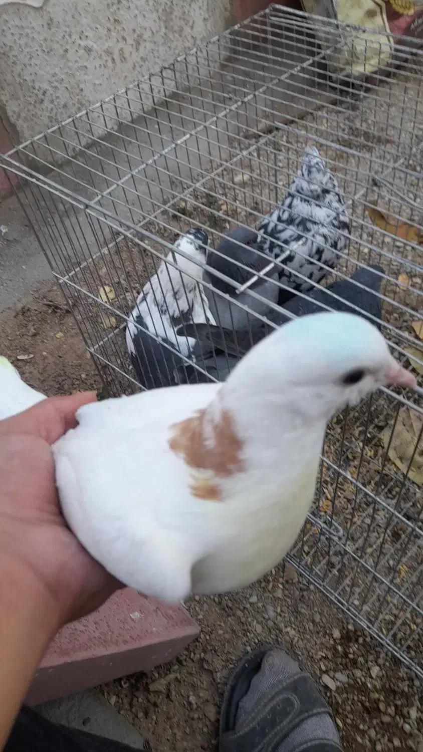 بهترین کبوتر|پرنده|شاهین دژ, |دیوار