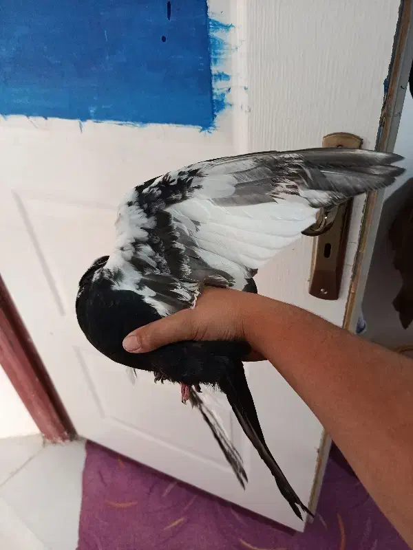 کفتر|پرنده|فردیس, شهرک سپاه|دیوار