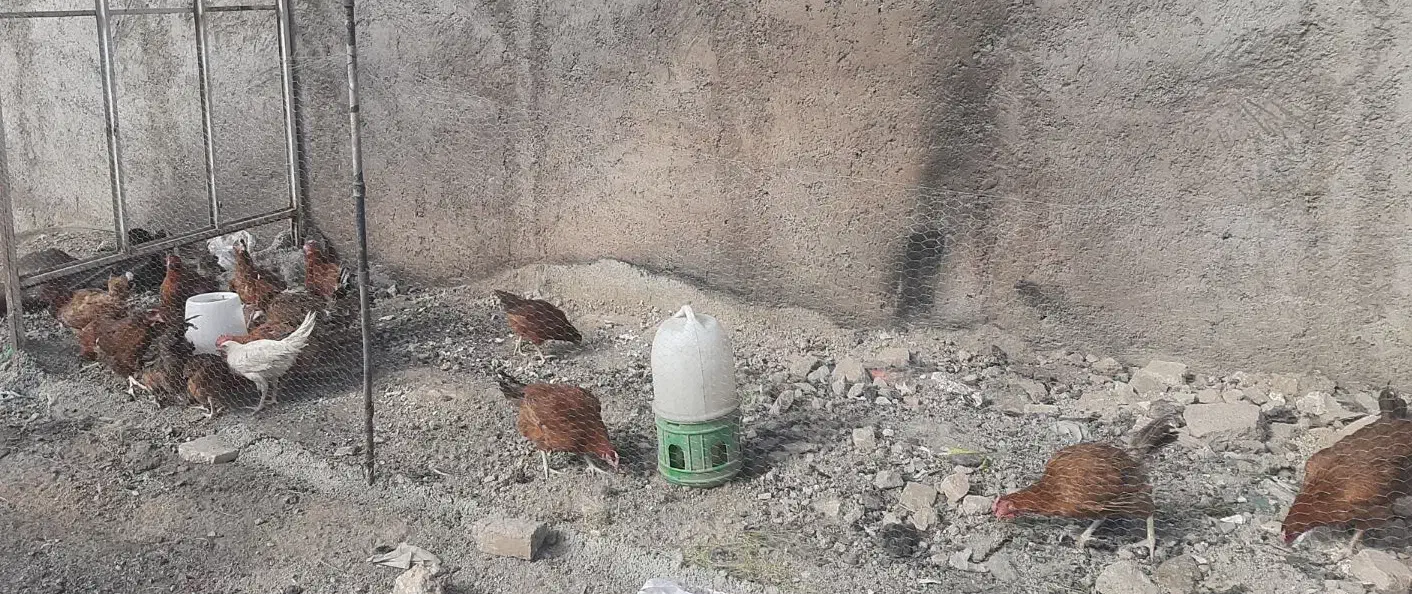 مرغ تخم گذار گلپایگانی و بوقلمون|حیوانات مزرعه|قرچک, شهرک صنعتی کارا|دیوار