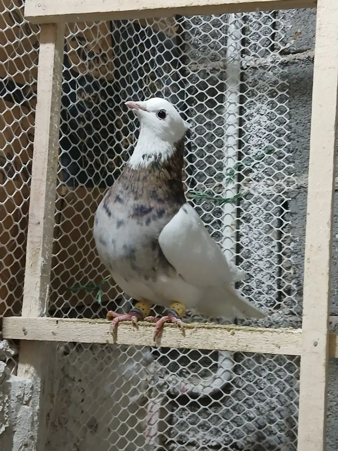 کبوتر طوقی زیل دمسفیدماده کبود شامی|پرنده|قزوین, |دیوار