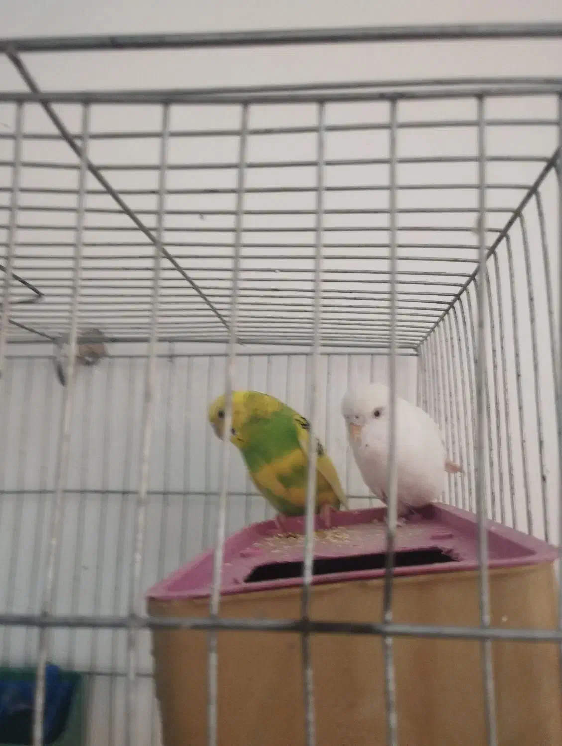 مرغ عشق|پرنده|داراب, |دیوار