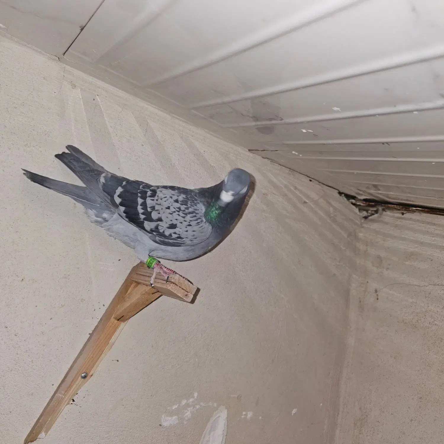 پرنده (کفتر)|پرنده|مشهد, نیزه|دیوار