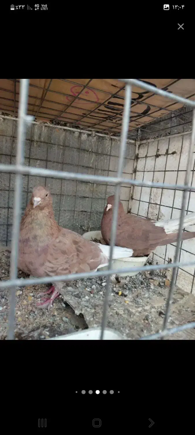 کفتر زرد کرمانی و طوقی و دم سفید کاکلی|پرنده|بیرجند, |دیوار