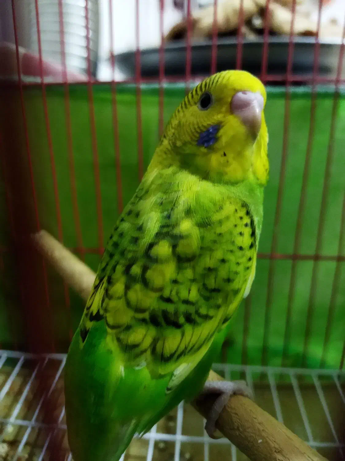 مرغ عشق واگذاری|پرنده|رشت, حمیدیان|دیوار