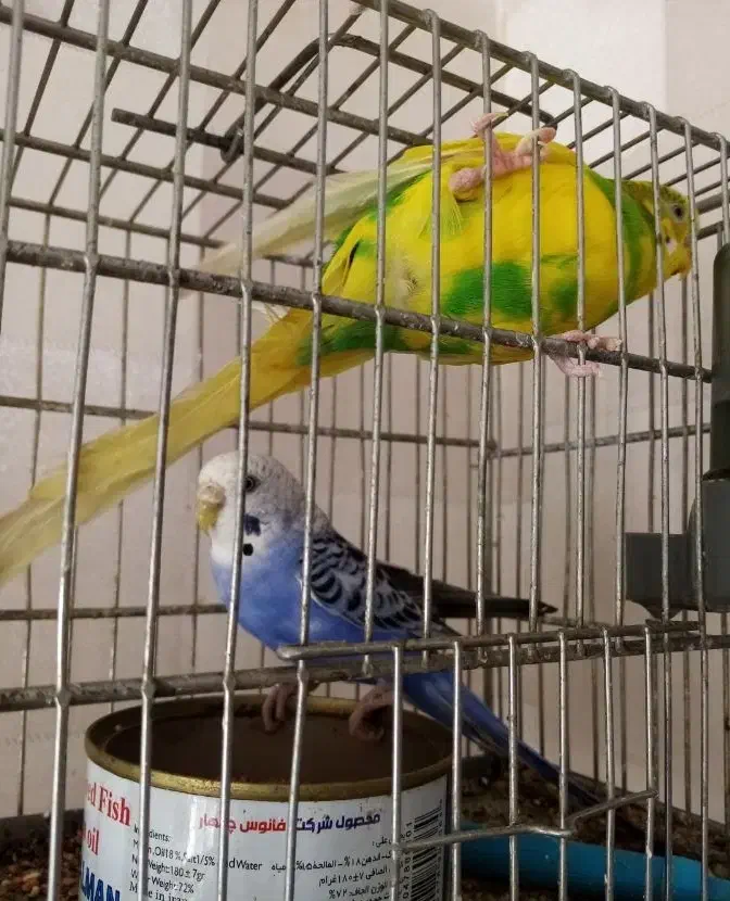 مرغ عشق مولد ،سینه سرخ سهره|پرنده|قزوین, |دیوار