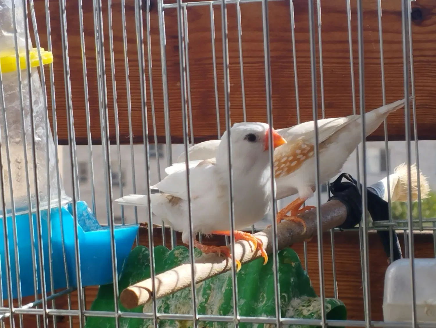 جفت فنج و قفس|پرنده|کرج, چهارصد دستگاه|دیوار
