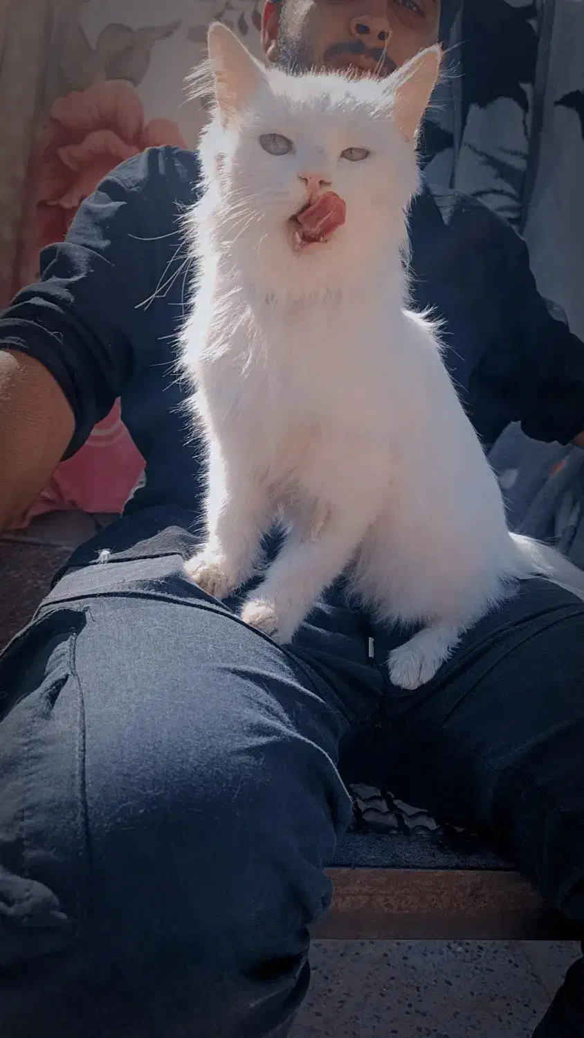 واگذاری پرشین سفید|گربه|نرماشیر, |دیوار