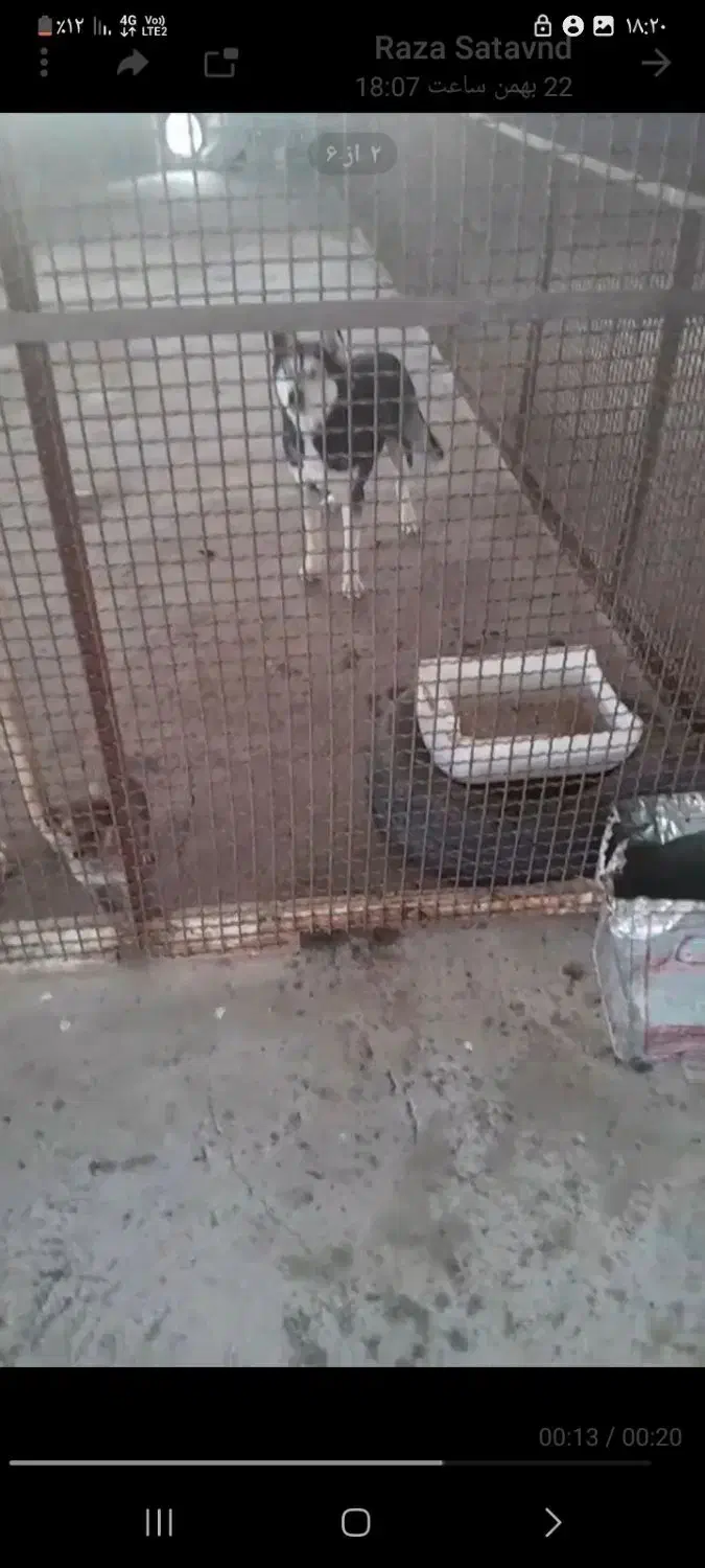 هاسکی|سگ|رفسنجان, |دیوار