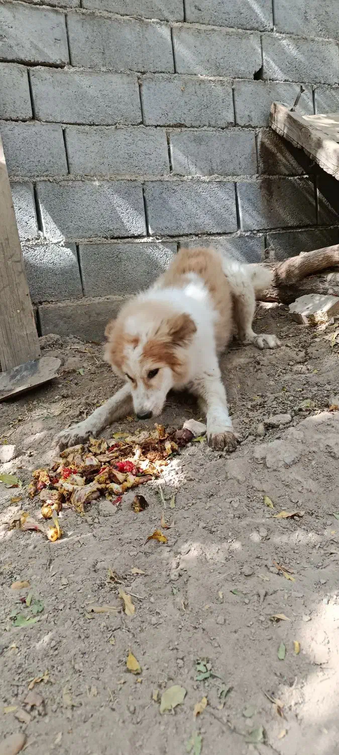 سگ دو رگه|سگ|تفت, |دیوار