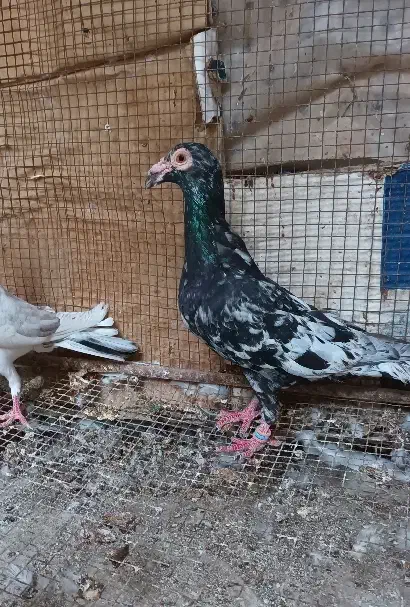 کاریر نر|پرنده|مشهد, کوی سیدی|دیوار