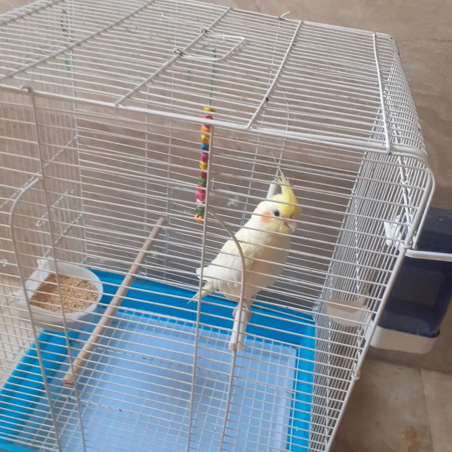 یک عددپرنده عروس هلندی باقفس|پرنده|نسیم‌شهر, |دیوار