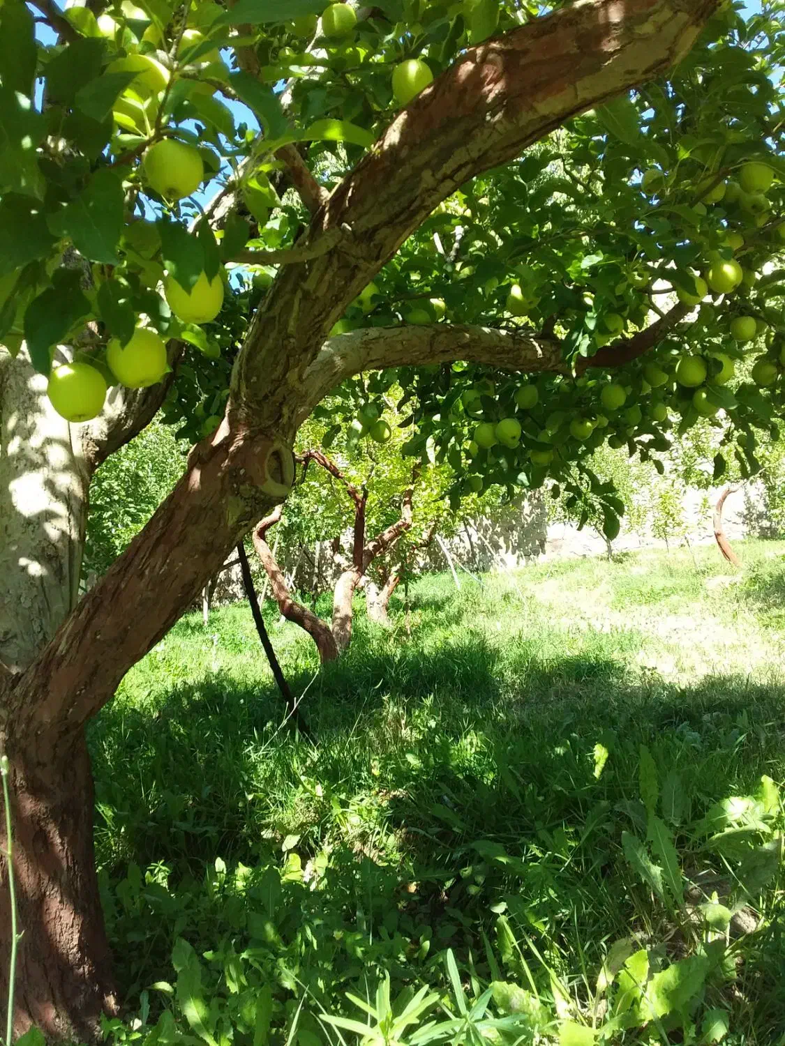 باغچه سرحال دماوندجابان سند تکبرگ|فروش زمین و ملک کلنگی|دماوند, دماوند|دیوار