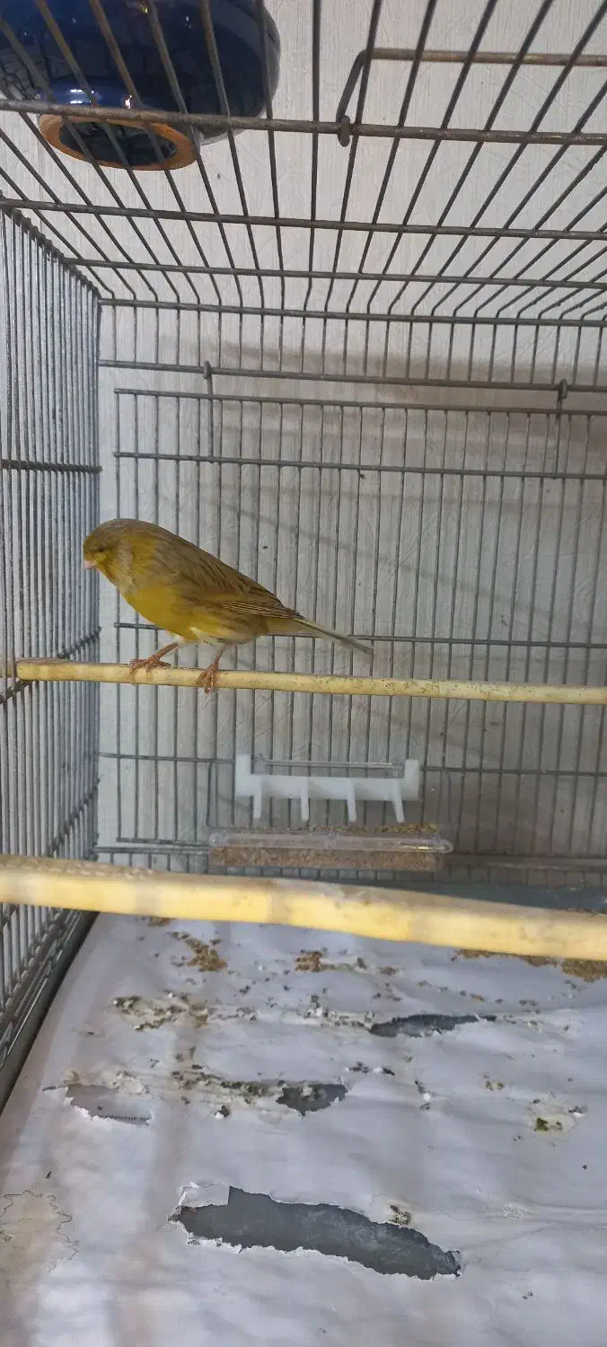 قناری نر|پرنده|قلعه نو, |دیوار