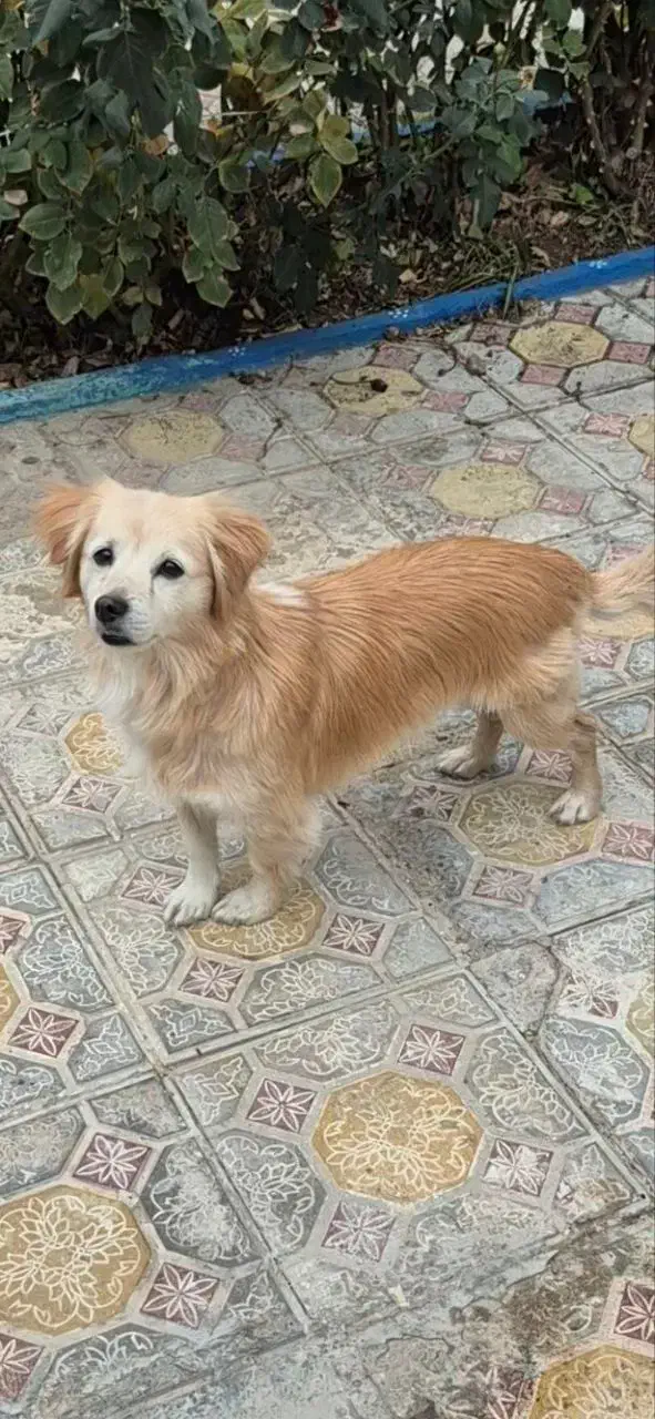 بیستی نر|سگ|اهر, |دیوار