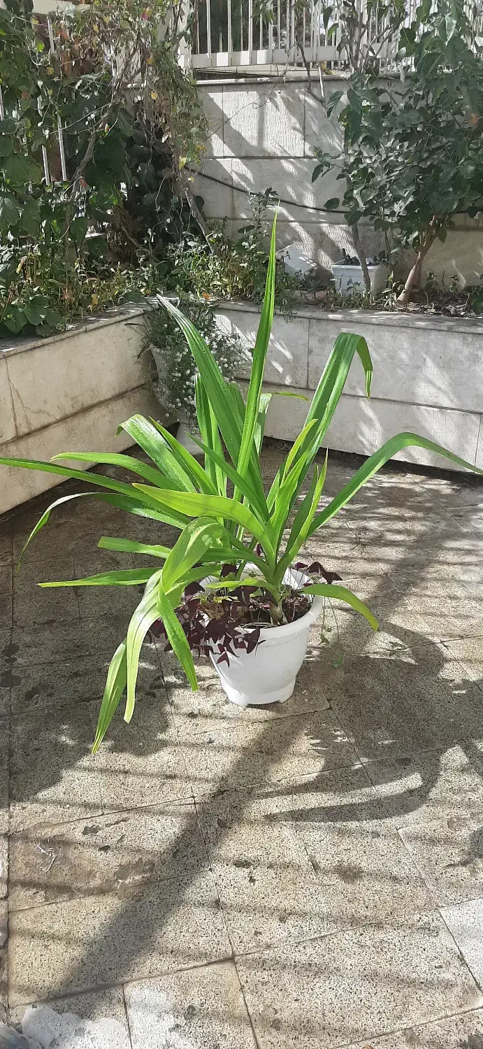 دو عدد گل سوسن عنکبوتی تولید خانگی در یک گلدان|گل و گیاه طبیعی|تهران, آسمان|دیوار