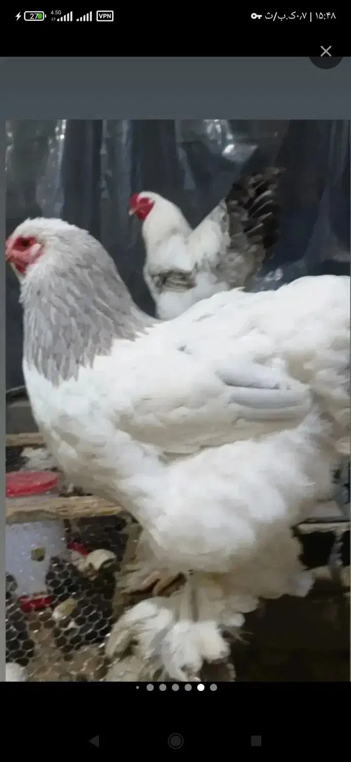 جوجه برهما|حیوانات مزرعه|نوشهر, |دیوار