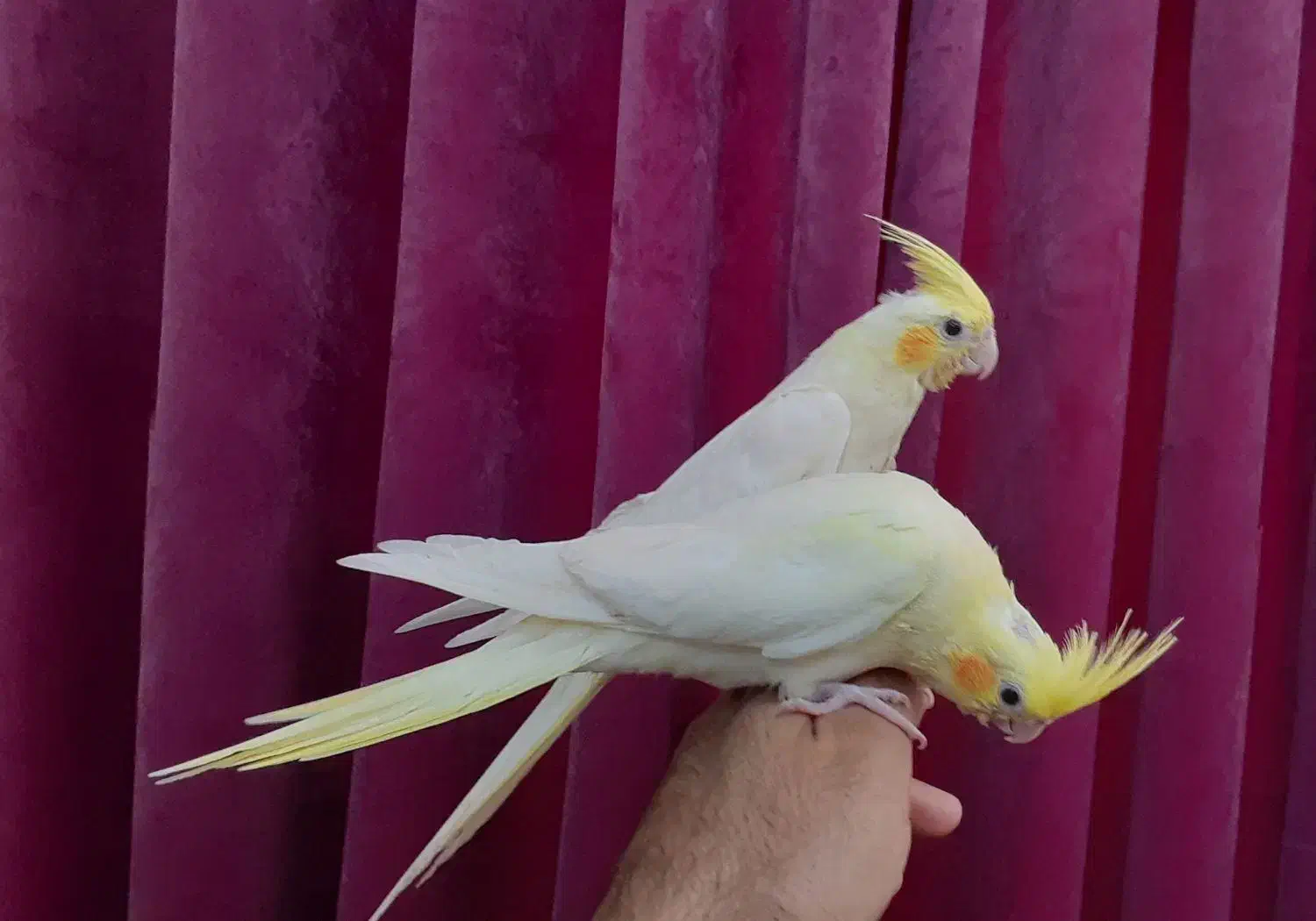 عروس هلندی میبد|پرنده|میبد, |دیوار