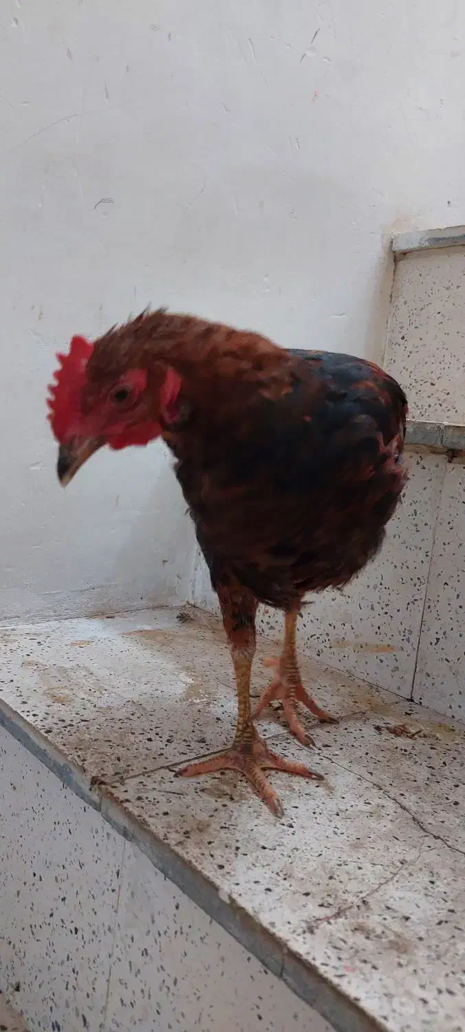 2 عدد خروس|حیوانات مزرعه|مشهد, نیزه|دیوار