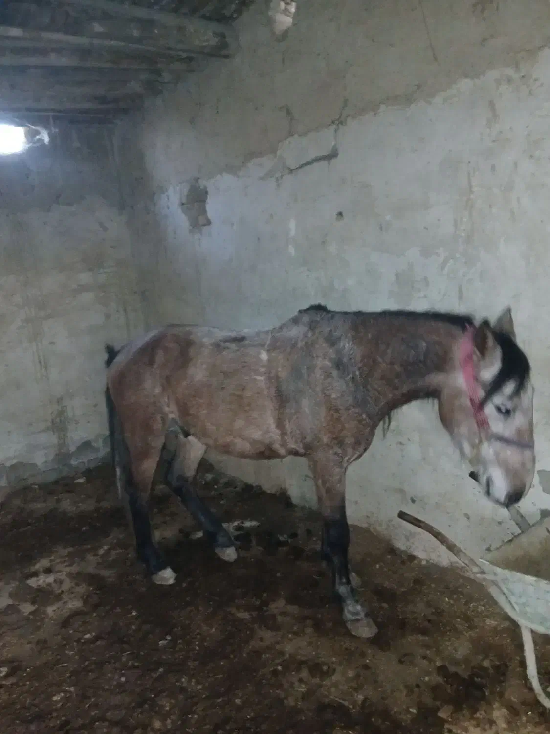 اسب کورد جفت زن|اسب و تجهیزات اسبسواری|نوشین شهر, |دیوار