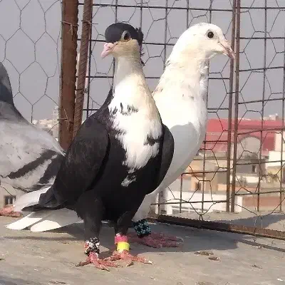 المانی و رنگی و فری|پرنده|گنبد کاووس, |دیوار