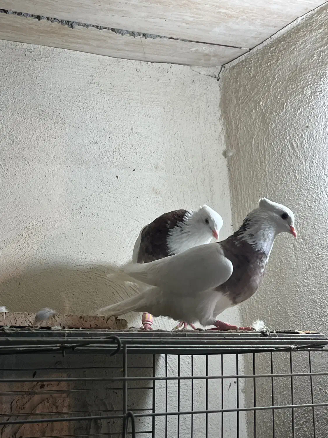 طوقی|پرنده|آبادان, |دیوار