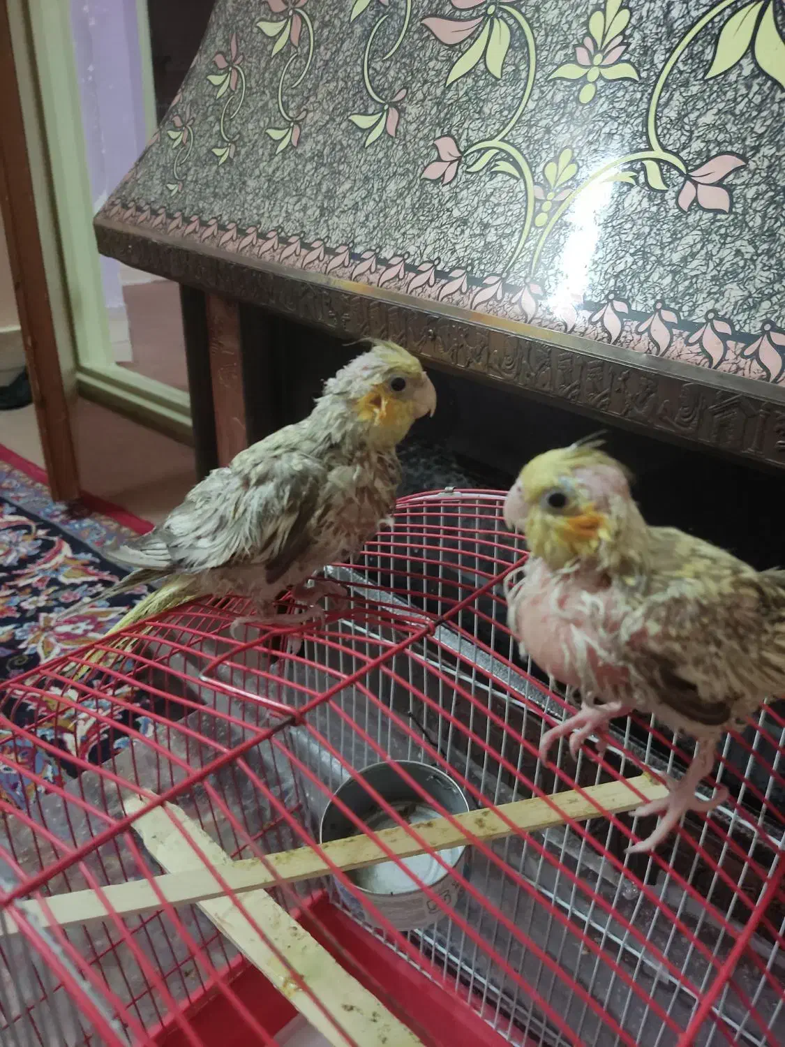 جوجه عروس هلندی فروشی|پرنده|سبزوار, امیر کبیر|دیوار