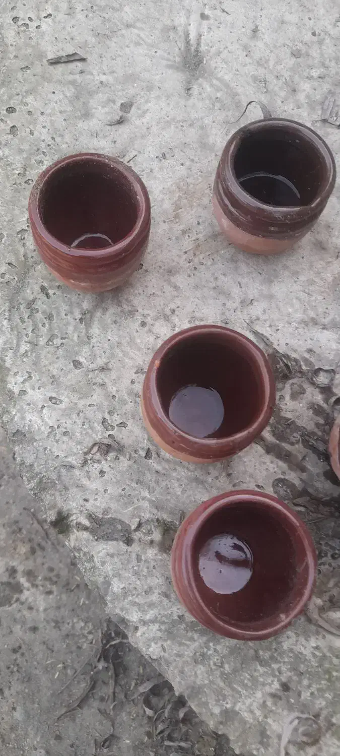 گلدونی کوچیک مخصوص کاکتوس|گل و گیاه طبیعی|احمدسرگوراب, |دیوار