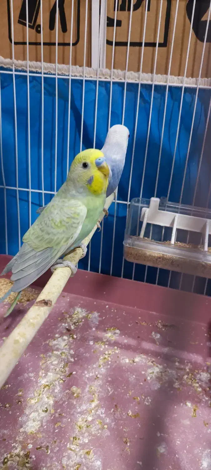 دو جفت مرغ عشق|پرنده|بندر ماهشهر, |دیوار