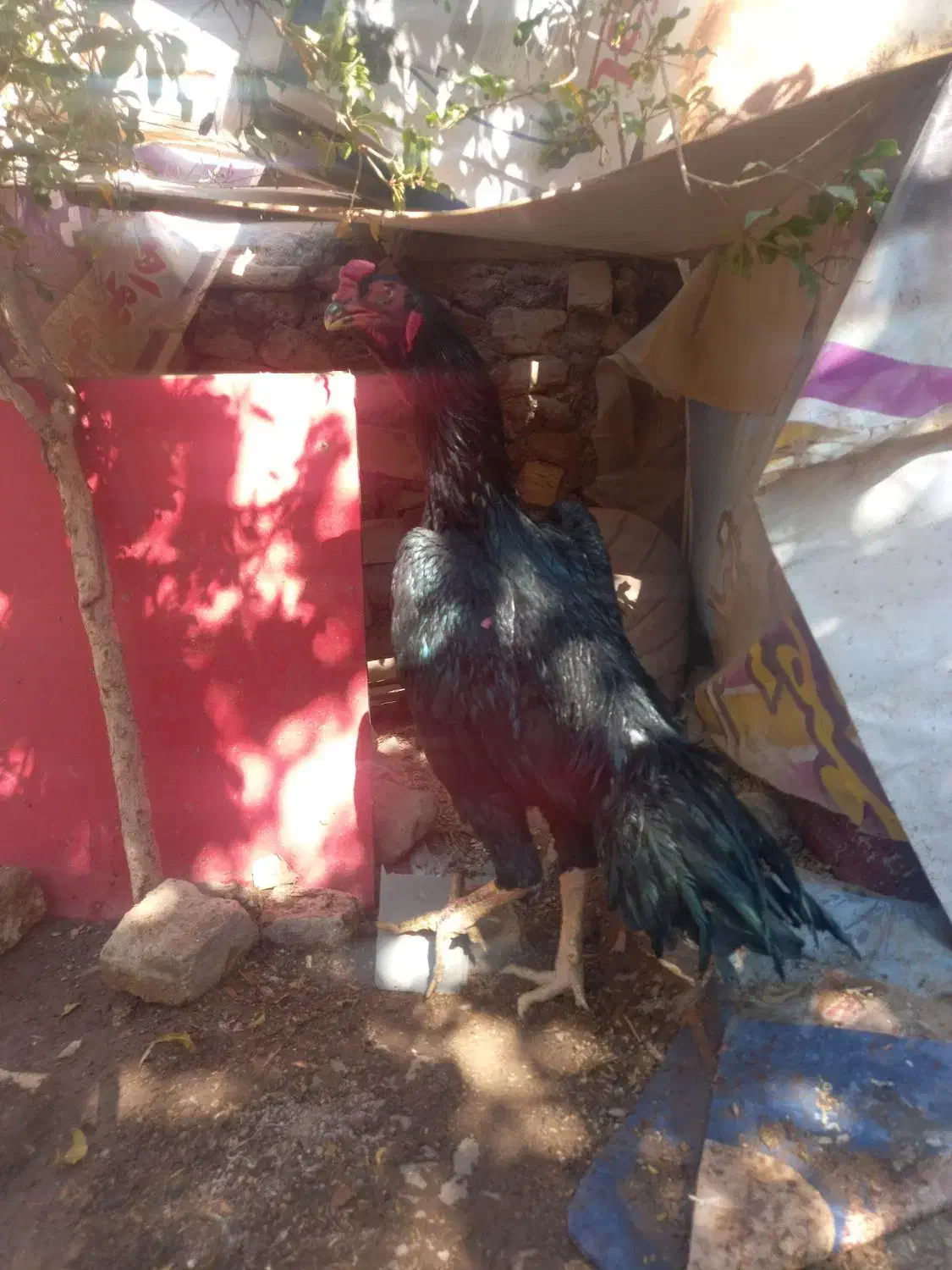 خر س شاموتیغ مشکی ونوچه مشکی وطوسی|حیوانات مزرعه|قم, شاه ابراهیم|دیوار