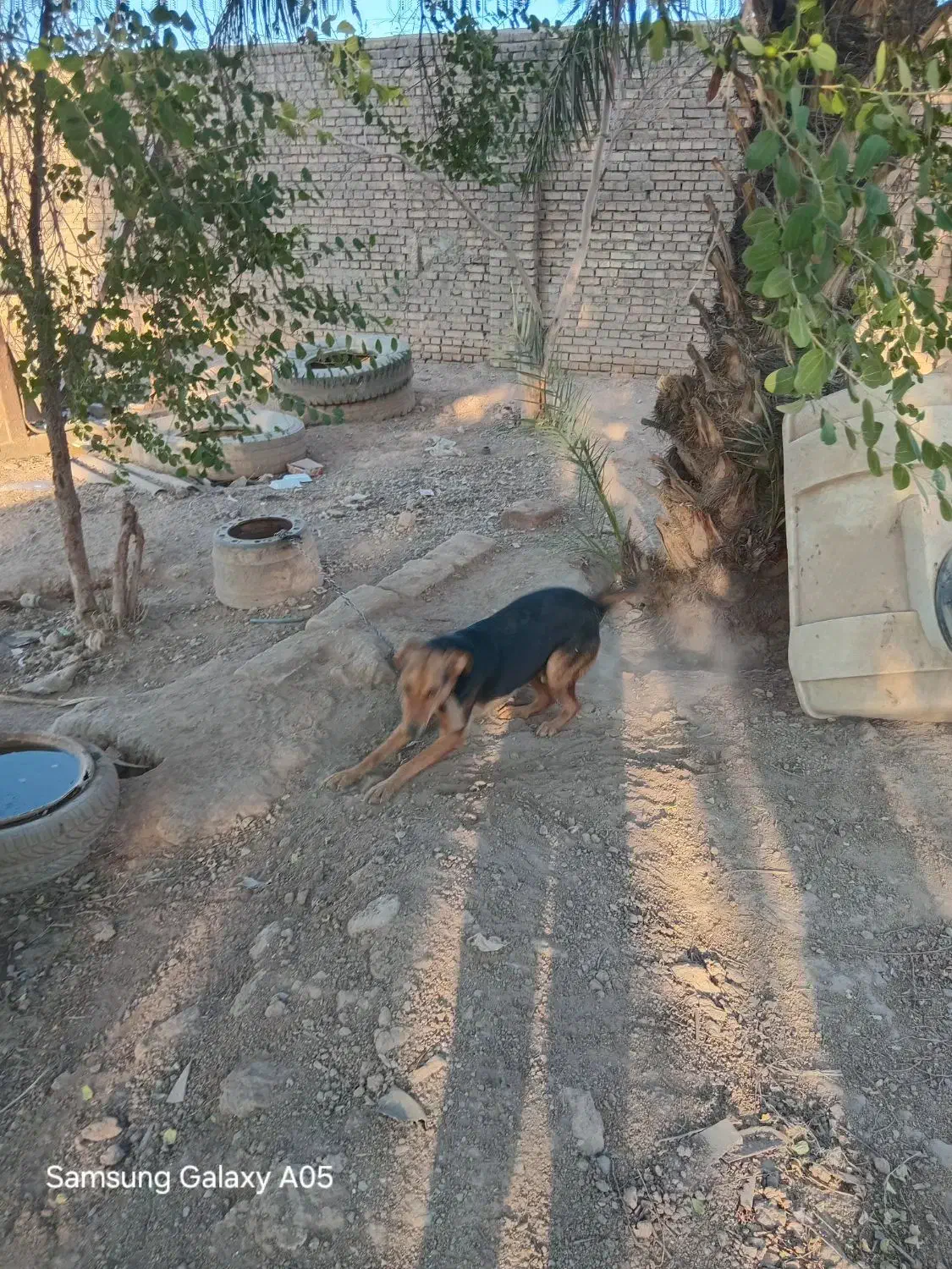 سگ ژرمن|سگ|اهواز, غیزانیه|دیوار