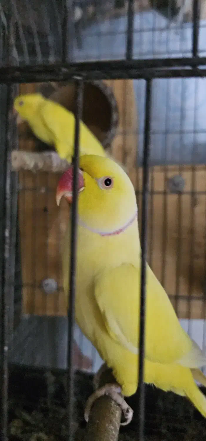 جفت طوطی ملنگو لوتینو مولد|پرنده|بندرعباس, |دیوار