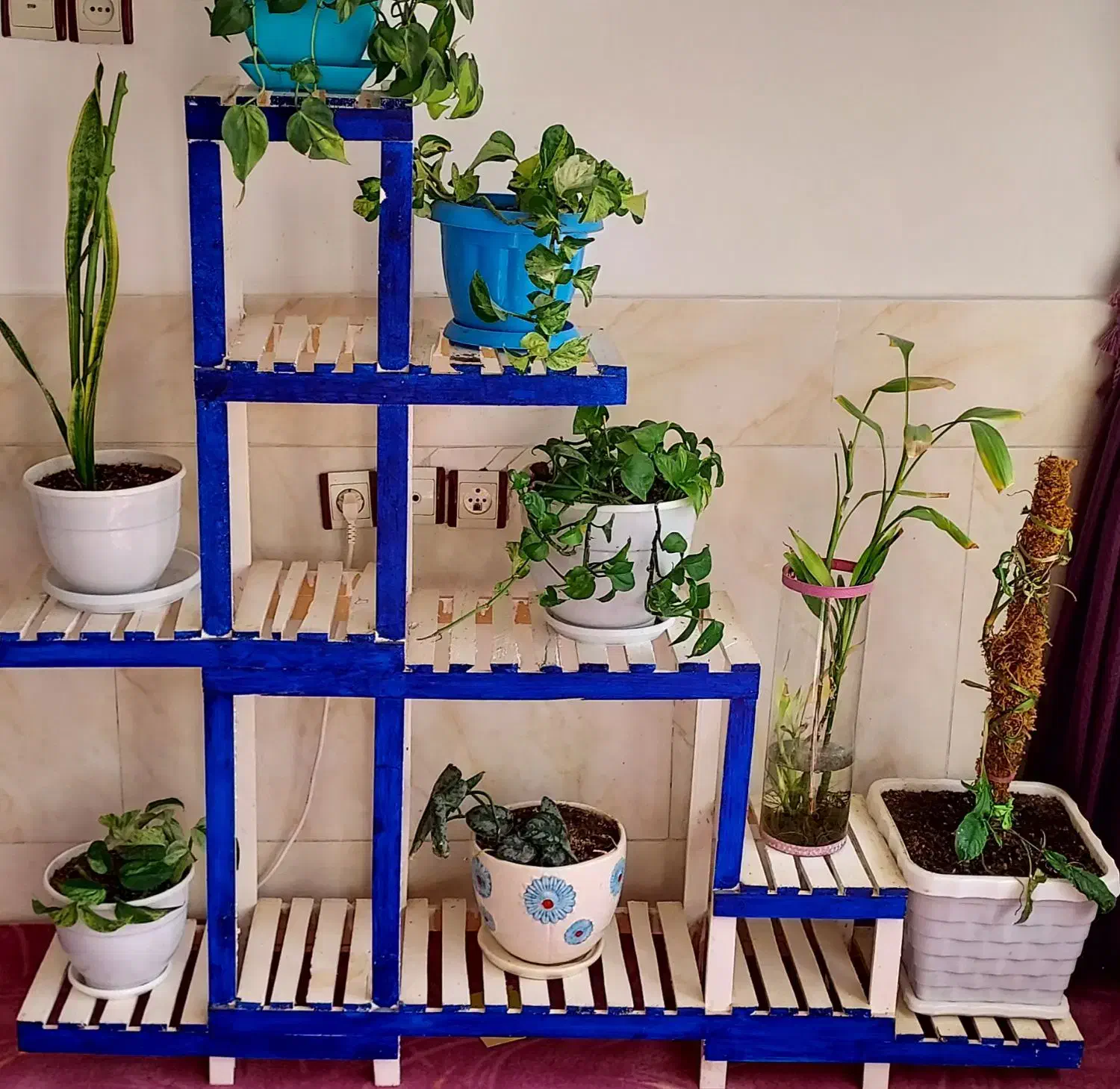 استندگل بزرگ و کوچیک|گل و گیاه طبیعی|شیروان (خراسان), |دیوار