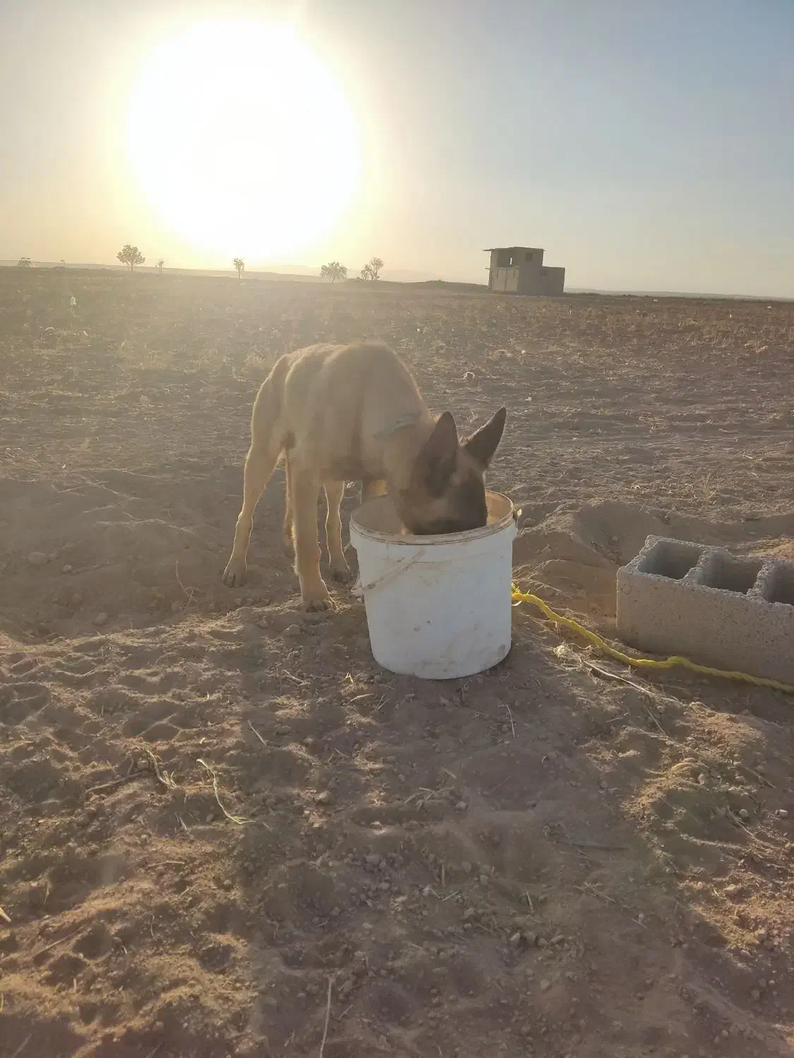 سگ خارجی|سگ|کبودرآهنگ, |دیوار