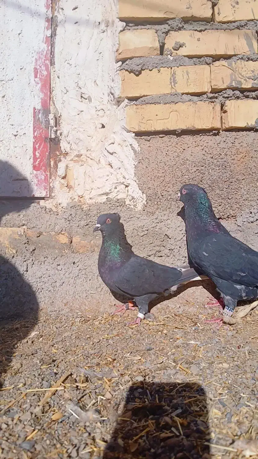 کفتر زاغ دوم سفید|پرنده|پائین جام, |دیوار