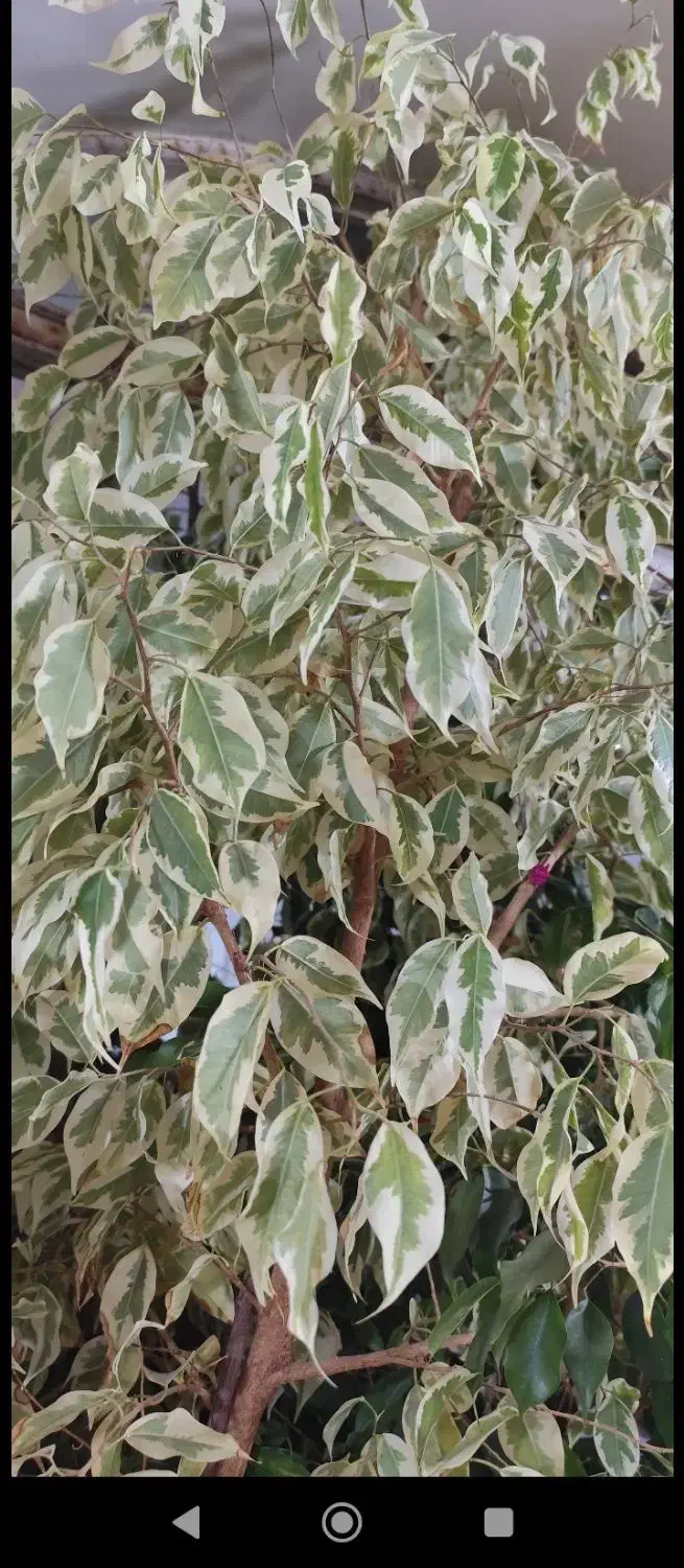 گل بنجامین|گل و گیاه طبیعی|نوشین شهر, |دیوار