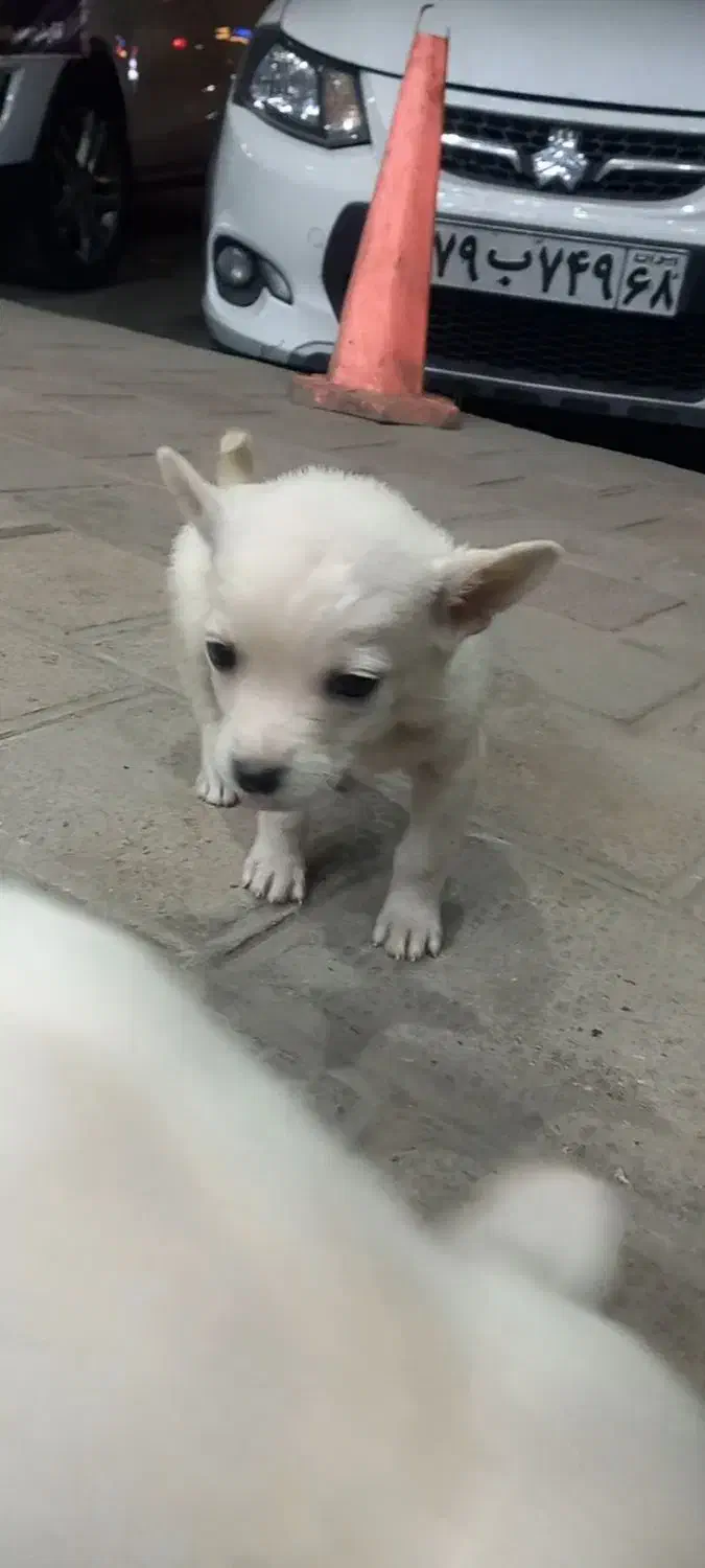 توله پاکوتاه پامر|سگ|لاهیجان, کوی آزادگان|دیوار