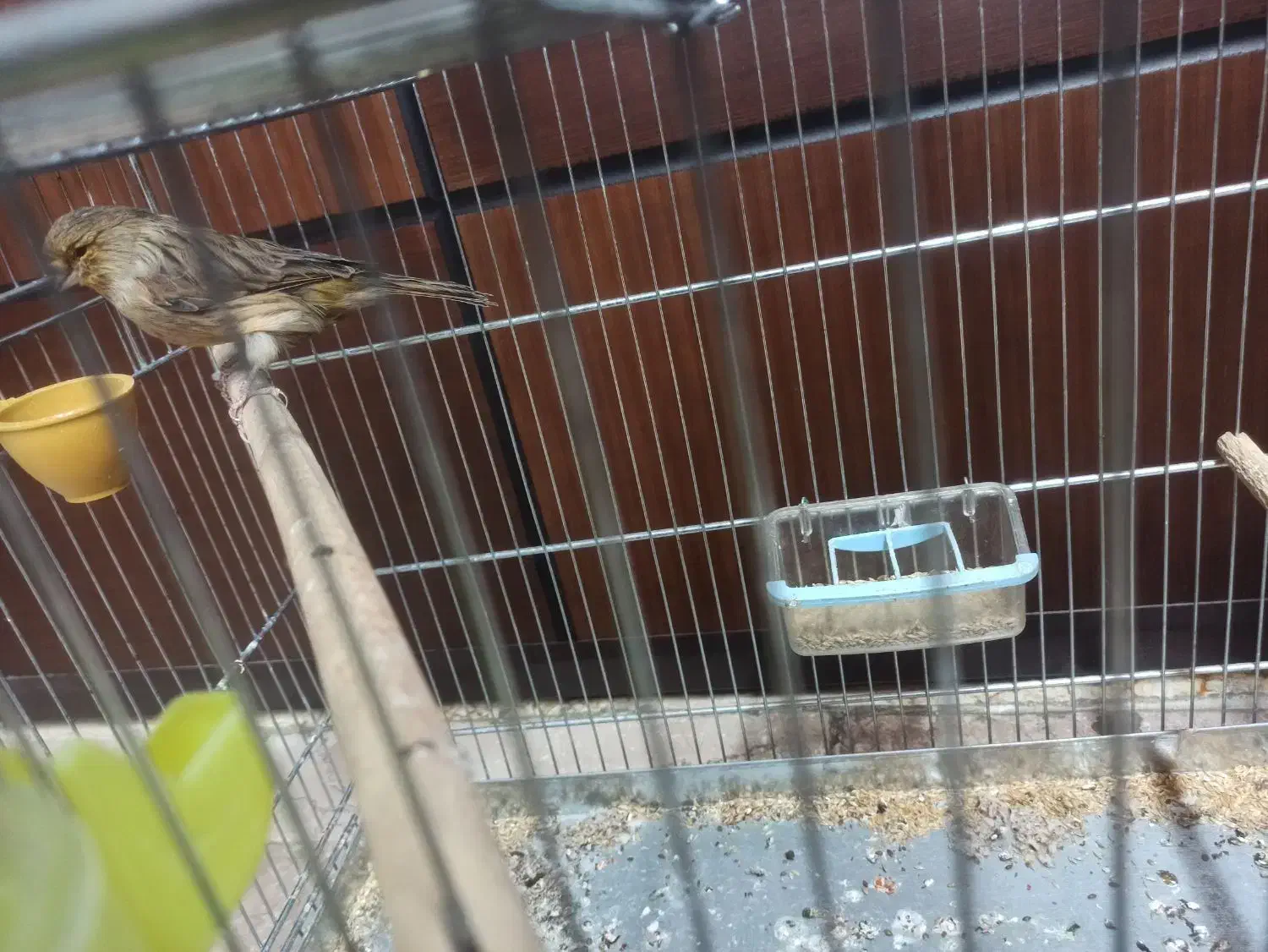 قناری کرست ماده|پرنده|اصفهان, کشاورزی|دیوار