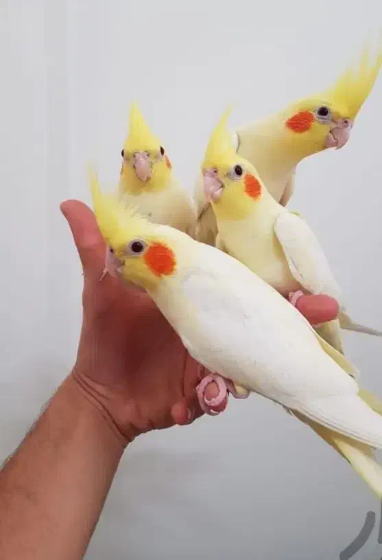 جوجه طوطی عروس هلندی|پرنده|فرخشهر, |دیوار